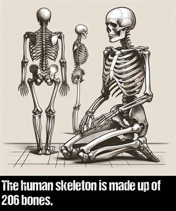 bones: The human skeleton is made up of 206 bones.