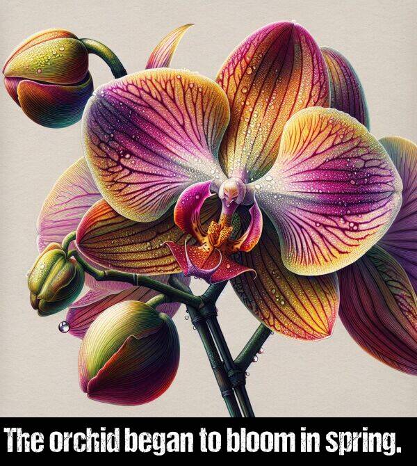 orchid: The orchid began to bloom in spring.