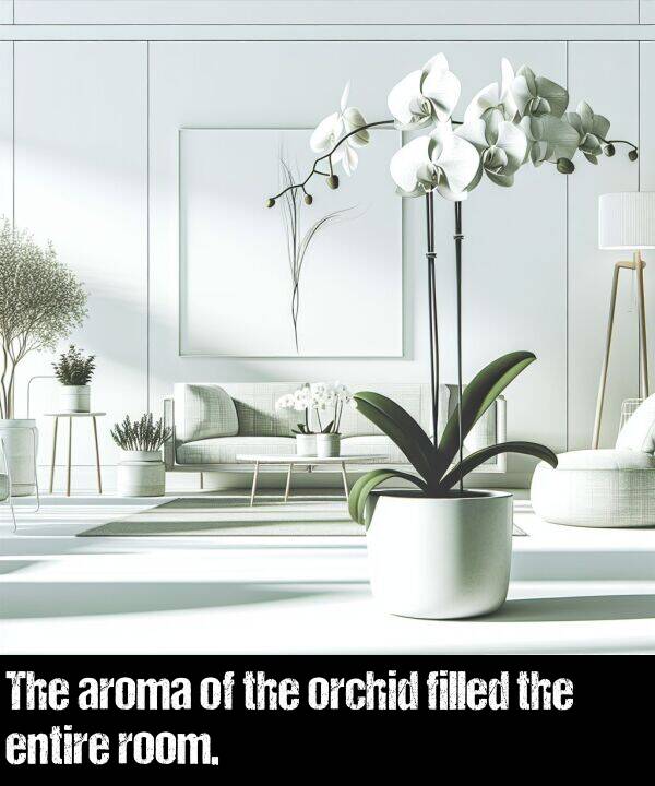 orchid: The aroma of the orchid filled the entire room.