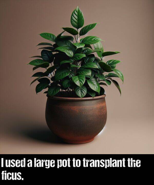 large: I used a large pot to transplant the ficus.