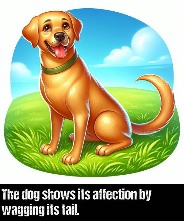 its: The dog shows its affection by wagging its tail.