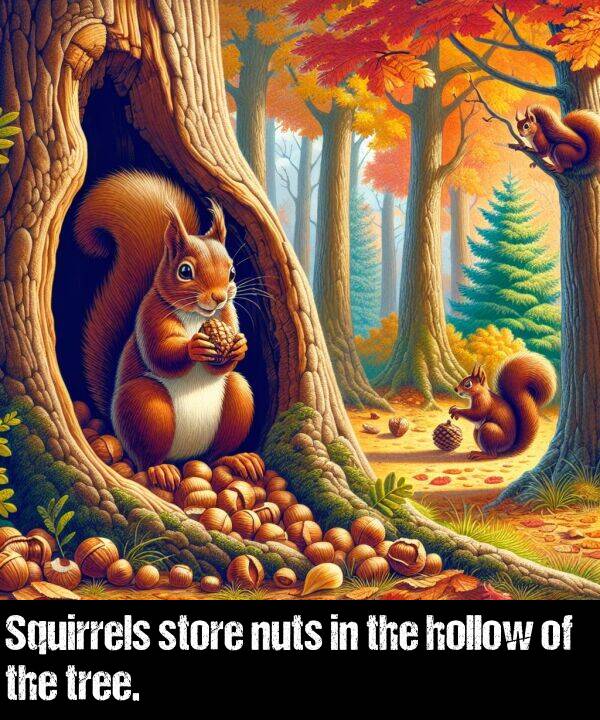 hollow: Squirrels store nuts in the hollow of the tree.