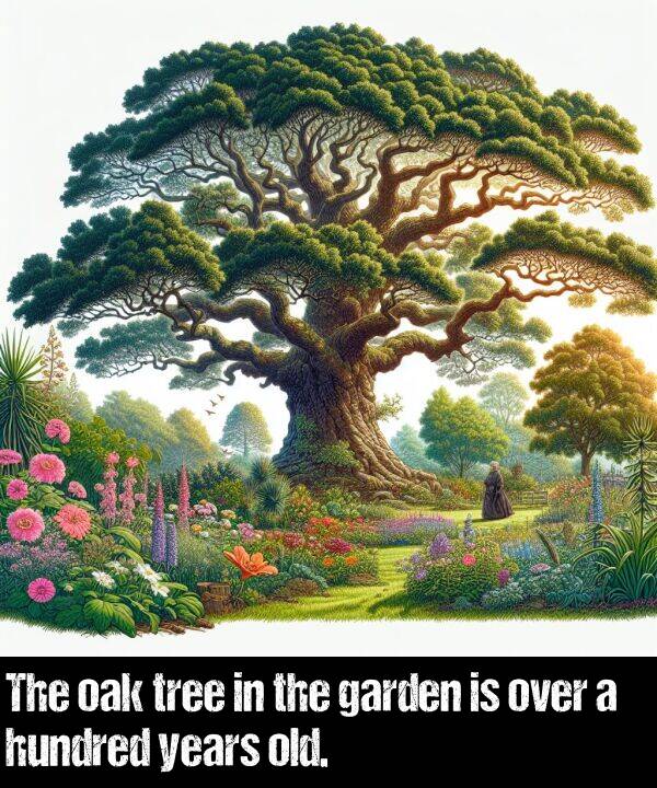 oak: The oak tree in the garden is over a hundred years old.