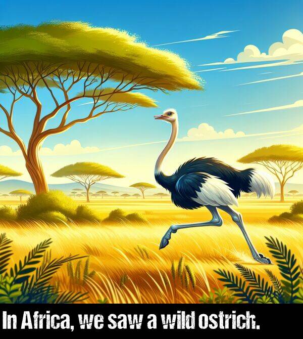 wild: In Africa, we saw a wild ostrich.