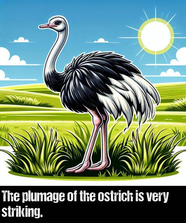 striking: The plumage of the ostrich is very striking.