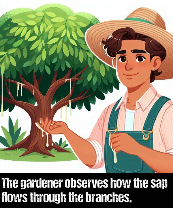 how: The gardener observes how the sap flows through the branches.