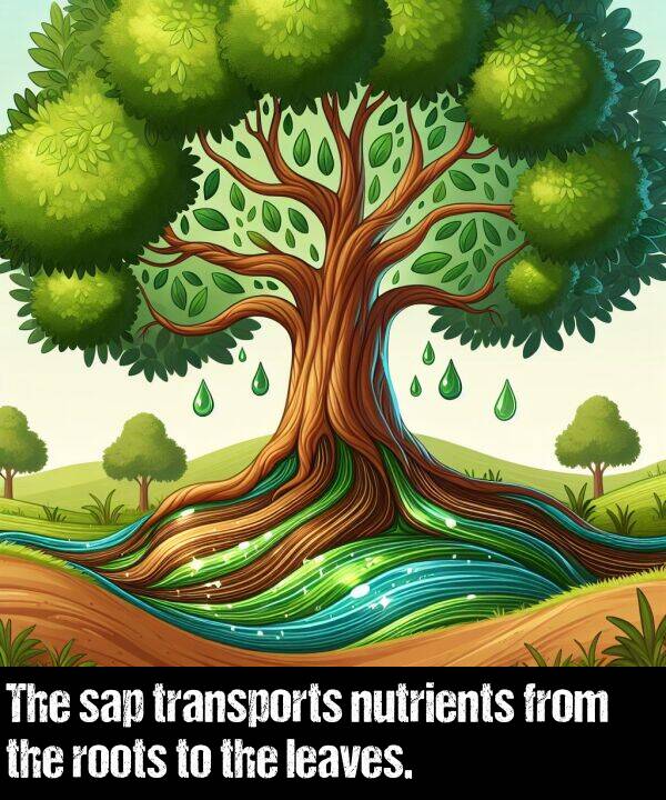 leaves: The sap transports nutrients from the roots to the leaves.