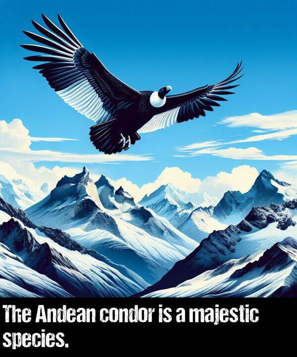 species: The Andean condor is a majestic species.