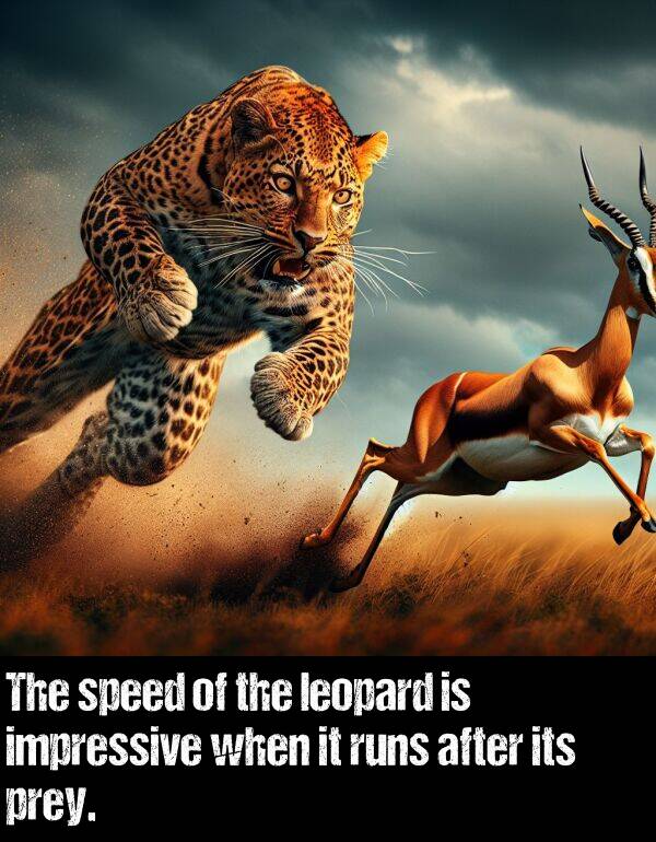 after: The speed of the leopard is impressive when it runs after its prey.