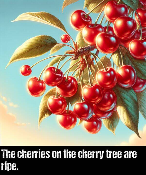 tree: The cherries on the cherry tree are ripe.