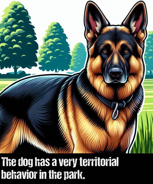 behavior: The dog has a very territorial behavior in the park.