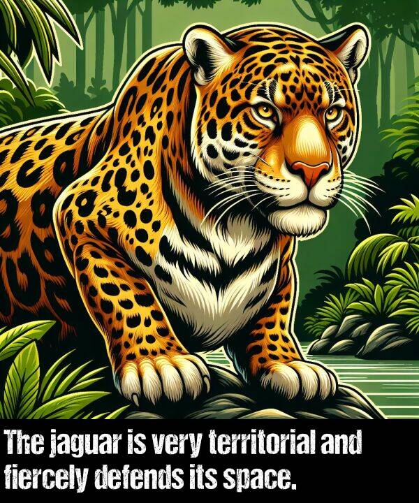 jaguar: The jaguar is very territorial and fiercely defends its space.