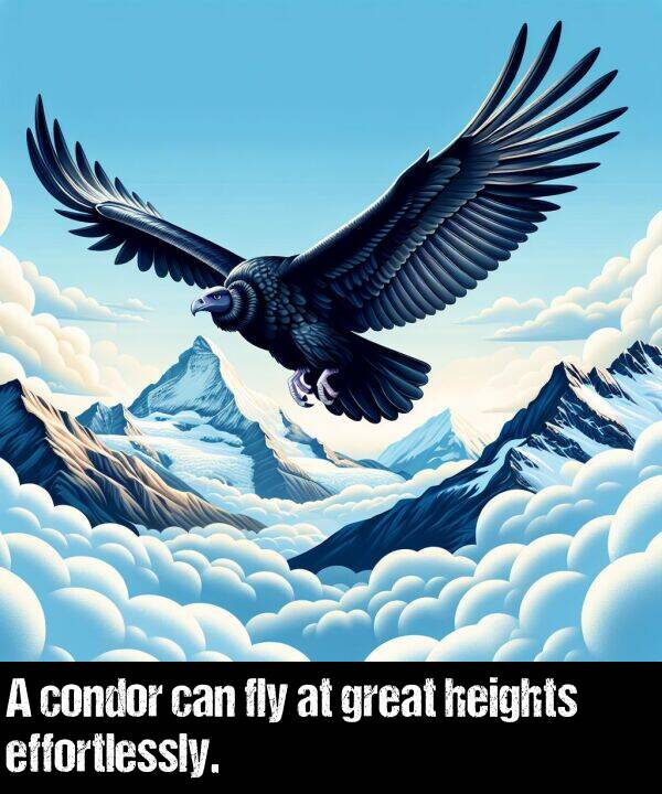 can: A condor can fly at great heights effortlessly.