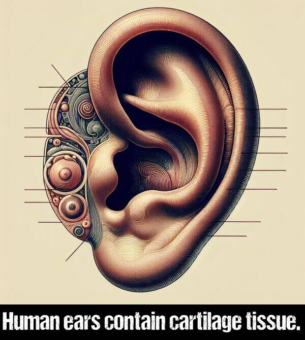 cartilage: Human ears contain cartilage tissue.