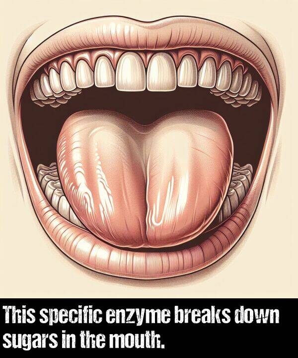 breaks: This specific enzyme breaks down sugars in the mouth.