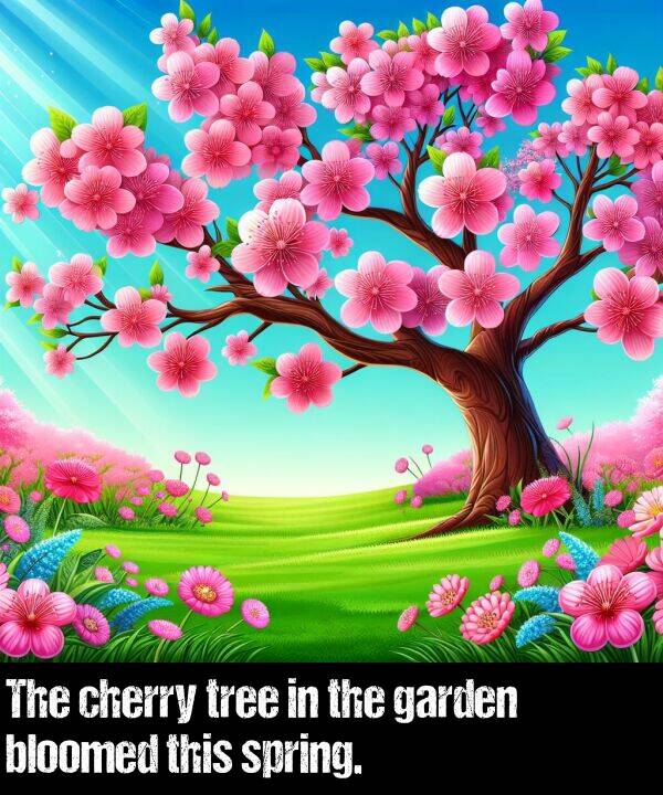 tree: The cherry tree in the garden bloomed this spring.