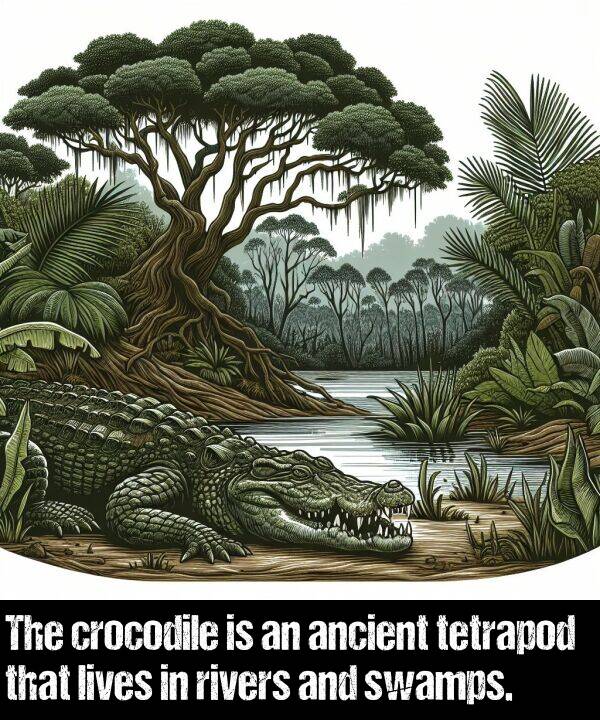 lives: The crocodile is an ancient tetrapod that lives in rivers and swamps.