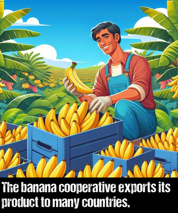 countries: The banana cooperative exports its product to many countries.