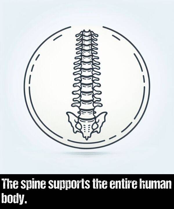 body: The spine supports the entire human body.