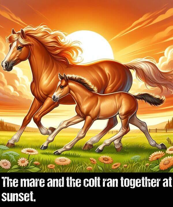 and: The mare and the colt ran together at sunset.