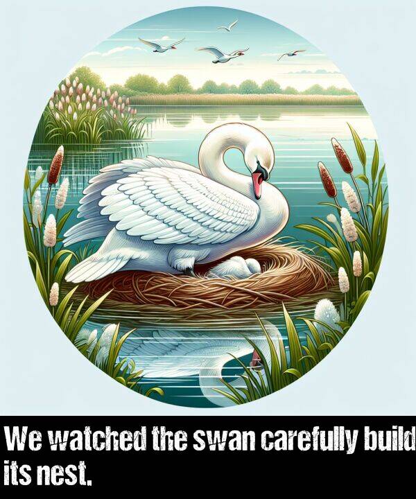 build: We watched the swan carefully build its nest.