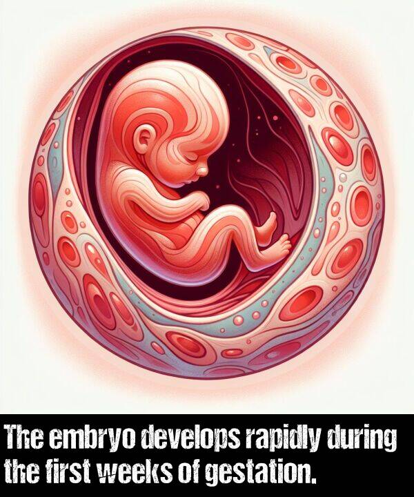 first: The embryo develops rapidly during the first weeks of gestation.