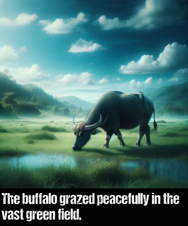 green: The buffalo grazed peacefully in the vast green field.