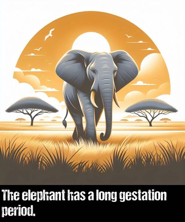 long: The elephant has a long gestation period.