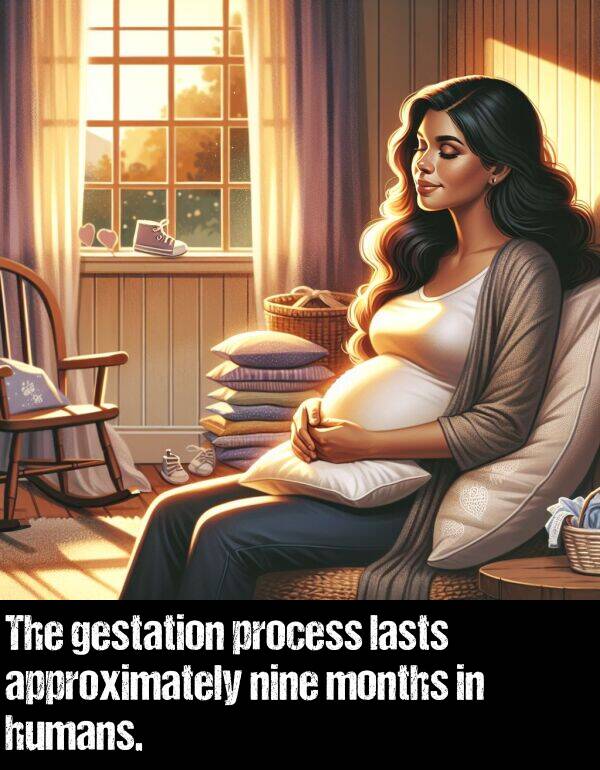 lasts: The gestation process lasts approximately nine months in humans.