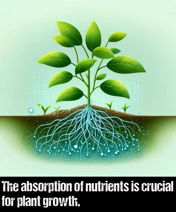 nutrients: The absorption of nutrients is crucial for plant growth.