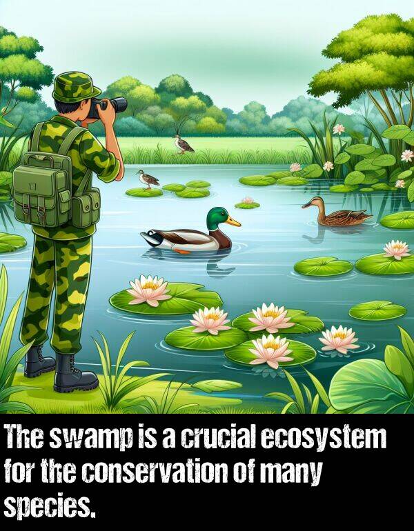 crucial: The swamp is a crucial ecosystem for the conservation of many species.