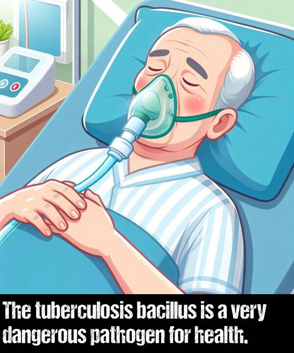 bacillus: The tuberculosis bacillus is a very dangerous pathogen for health.