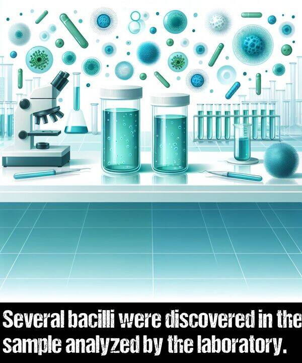 laboratory: Several bacilli were discovered in the sample analyzed by the laboratory.