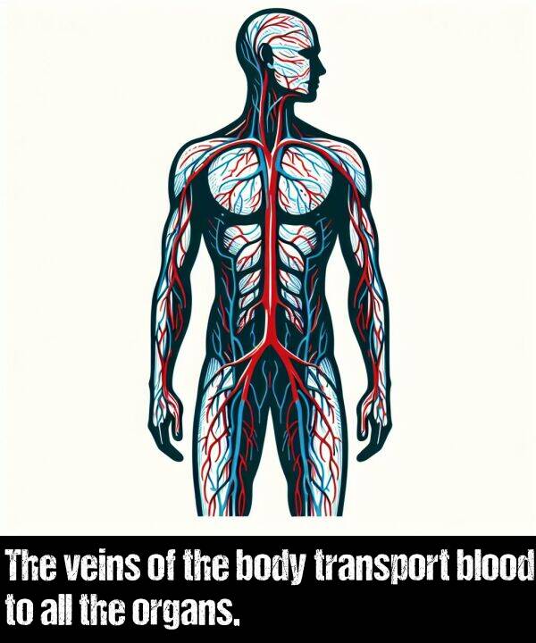 body: The veins of the body transport blood to all the organs.