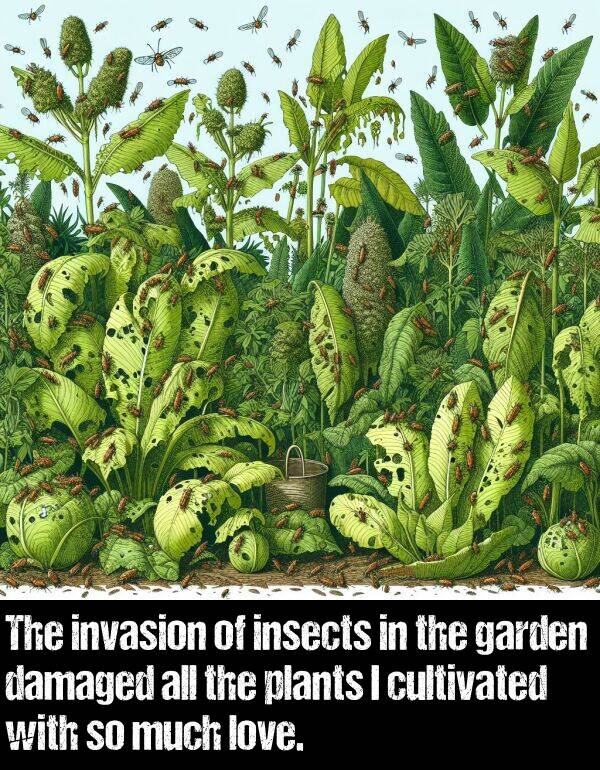 invasion: The invasion of insects in the garden damaged all the plants I cultivated with so much love.