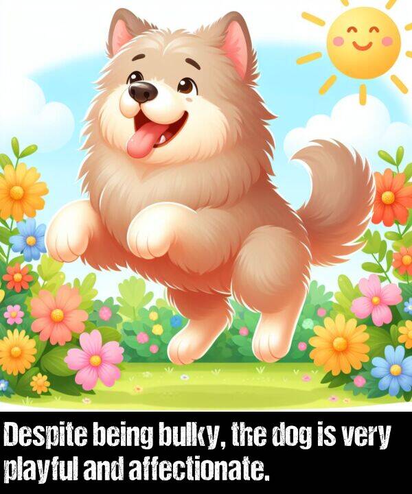 being: Despite being bulky, the dog is very playful and affectionate.