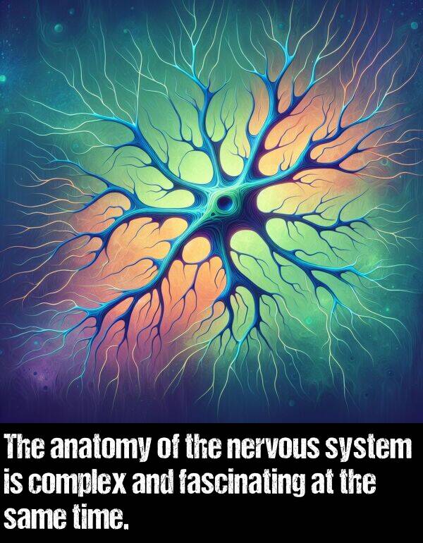 fascinating: The anatomy of the nervous system is complex and fascinating at the same time.