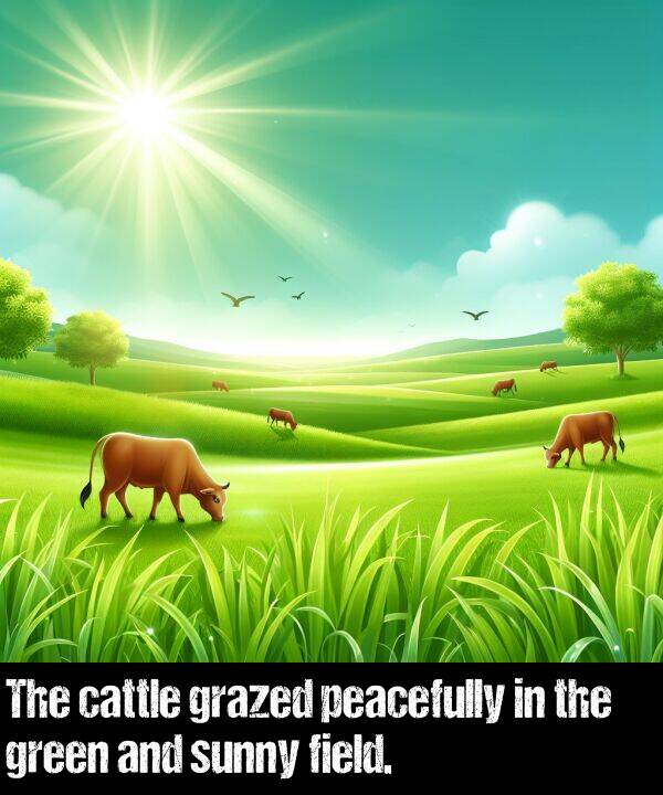 green: The cattle grazed peacefully in the green and sunny field.