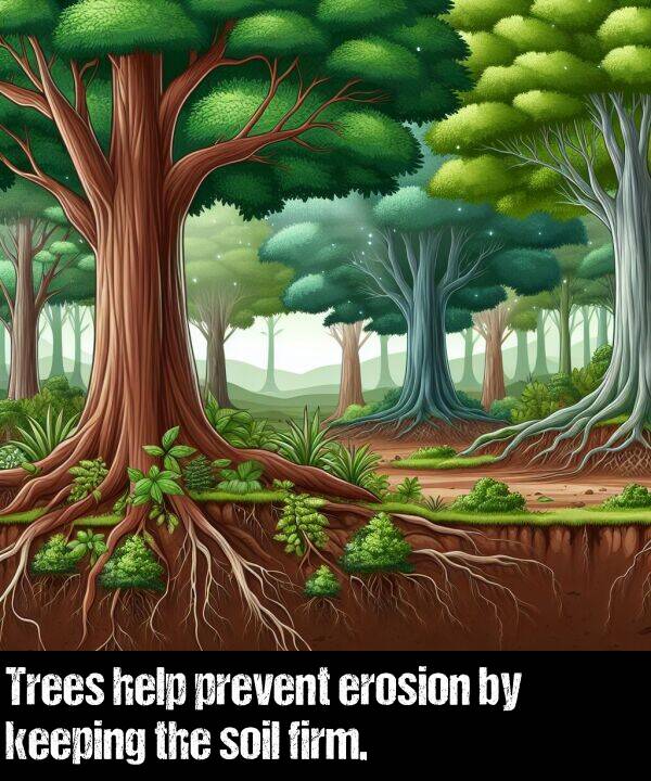 prevent: Trees help prevent erosion by keeping the soil firm.