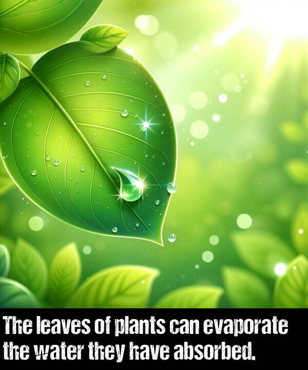 have: The leaves of plants can evaporate the water they have absorbed.