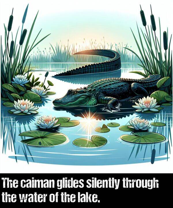 water: The caiman glides silently through the water of the lake.