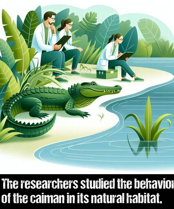 researchers: The researchers studied the behavior of the caiman in its natural habitat.