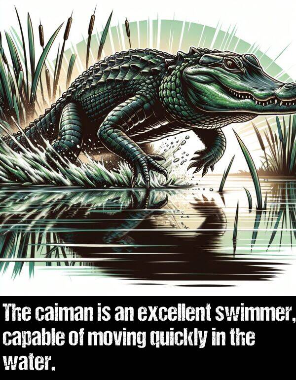 excellent: The caiman is an excellent swimmer, capable of moving quickly in the water.