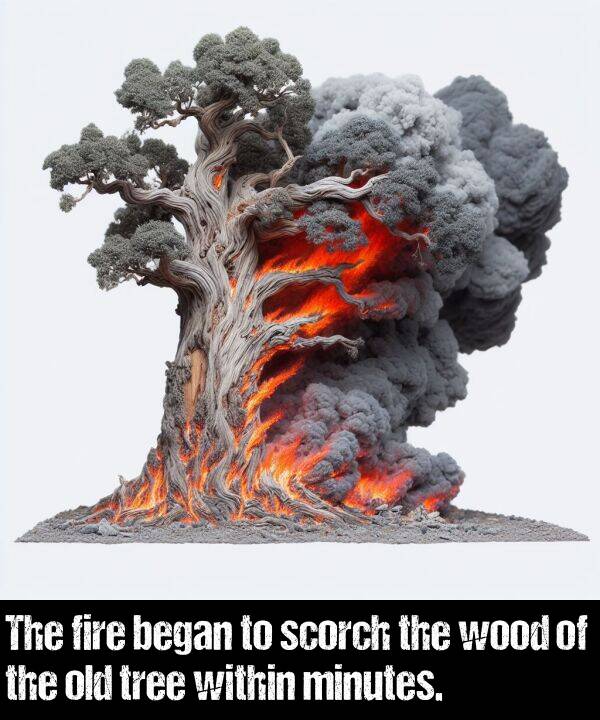 tree: The fire began to scorch the wood of the old tree within minutes.