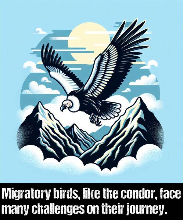 birds: Migratory birds, like the condor, face many challenges on their journey.