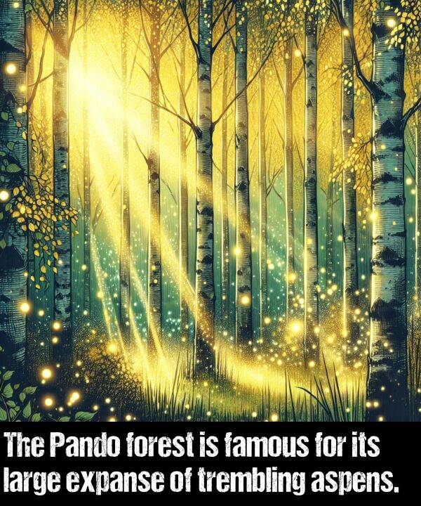 large: The Pando forest is famous for its large expanse of trembling aspens.