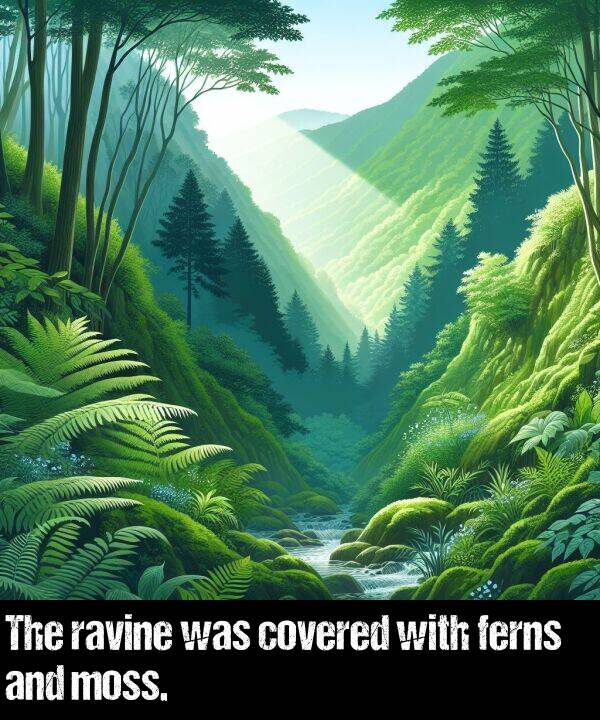 was: The ravine was covered with ferns and moss.