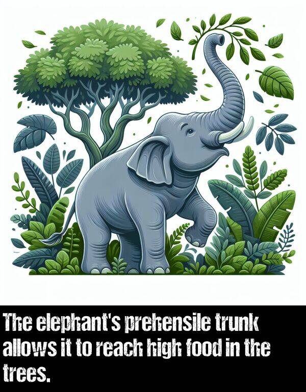 trees: The elephant's prehensile trunk allows it to reach high food in the trees.