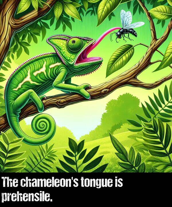 tongue: The chameleon's tongue is prehensile.