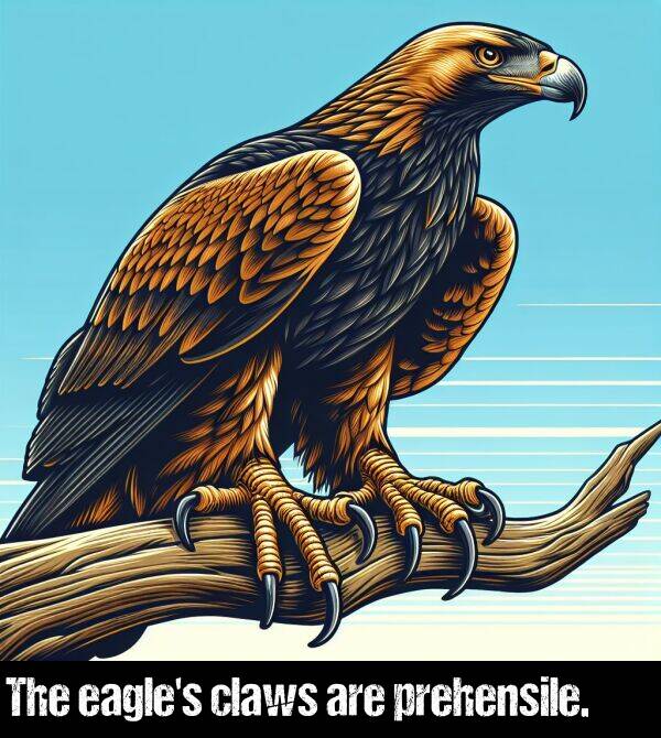 are: The eagle's claws are prehensile.